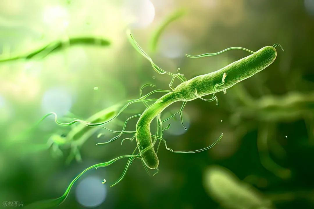 幽门螺杆菌治疗后，为什么必须复查？怎么复查？