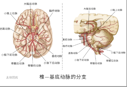 20%的脑梗始于头晕！出现这些症状别再当“颈椎病”耽误了